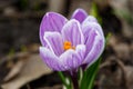 Blossom purple crocus flower macro photography in a springtime Royalty Free Stock Photo