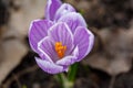 Blossom purple crocus flower macro photography in a springtime Royalty Free Stock Photo