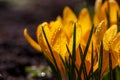 Blossom yellow crocus flower in a spring day macro photography. Royalty Free Stock Photo