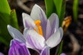 Blossom purple crocus flower in a spring day macro photography. Royalty Free Stock Photo