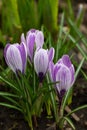 Blossom purple crocus flower in a spring day macro photography. Royalty Free Stock Photo