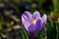 Blossom purple crocus flower in a spring day macro photography. Royalty Free Stock Photo