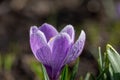 Blossom purple crocuses flower in a spring day macro photography. Royalty Free Stock Photo