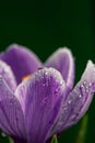 Blossom purple crocuses flower in a spring day macro photography. Royalty Free Stock Photo