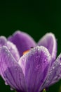 Blossom purple crocuses flower in a spring day macro photography. Royalty Free Stock Photo