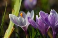 Blossom purple crocuses flower in a spring day macro photography. Royalty Free Stock Photo