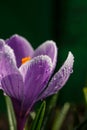 Blossom purple crocuses flower in a spring day macro photography. Royalty Free Stock Photo