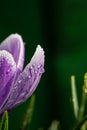 Blossom purple crocuses flower in a spring day macro photography. Royalty Free Stock Photo