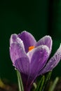 Blossom purple crocuses flower in a spring day macro photography. Royalty Free Stock Photo