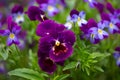 Blossom purple garden pansy flower macro photography on a green background. Royalty Free Stock Photo