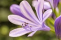 Blossom of a purple lily in detail