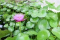 Blossom purple lotus flower in a pool.