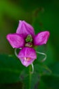 Blossom purple turtledead flower macro photography top view