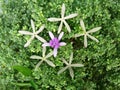 Blossom Purple Wreath, Bluebird Vine flowers on green leaves