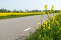 Blossom rape seed plants and a rape seed field by a country road Royalty Free Stock Photo