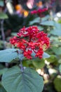 Red clerodendrum buchananii flowers in botalical garden