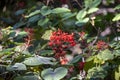 Red clerodendrum buchananii flowers in botalical garden