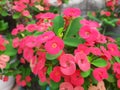 Blossom red flowers of Crown of thorns plant, Christ thorn, Euphorbia milii desmoul