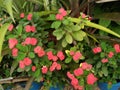 Blossom Red Flowers And Green Leaves Of Dwarf Christ Thorn, Crown Of Thorns,