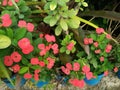 Blossom Red Flowers And Green Leaves Of Dwarf Christ Thorn, Crown Of Thorns
