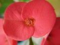 Blossom red flowers on tree of Christ thorn, Crown of thorns, Euphorbia milli plant Royalty Free Stock Photo