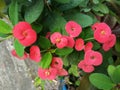 Blossom red flowers on tree of Dwarf Christ thorn, Crown of thorns Royalty Free Stock Photo