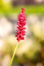 Blossom of a red knotweed flower