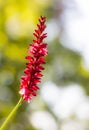 Blossom of a red knotweed flower