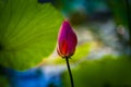 A bright closeup red lotus flower bud in blossom Royalty Free Stock Photo