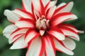 Blossom Red Offwhite Dahlia in Green Background Setting