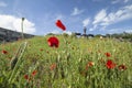 Blossom Red Poppies in Ironbridge, UK Royalty Free Stock Photo