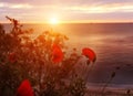 Blossom of red poppies on the seashore at dawn.