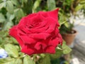 Blossom red rose flower on blurred green leaves background