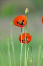 Blossom of the red wild poppies