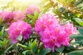 Blossom rhododendron bush with pink flowers.