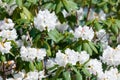 Blossom Rhododendron irroratum tree in spring time