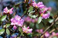 Blossom Rhododendron irroratum tree in spring time Royalty Free Stock Photo