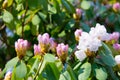 Blossom Rhododendron irroratum tree in spring time