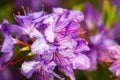 Blossom rhododendron tree Royalty Free Stock Photo