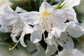 Blossom rhododendron tree Royalty Free Stock Photo