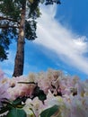 Blossom of Rhododendron white shrub against the blue sky and pine in the botanical garden. Beautiful background