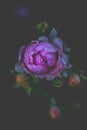 Blossom romance pink roses drops water on dark background.