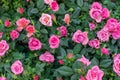 Blossom rose, beautiful fresh bush with pink garden rose flowers. Blooming spray rose, many inflorescences nature background Royalty Free Stock Photo