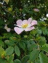 Blossom rose in the garden (Rosa, Rosaceae)