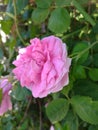 Blossom rose in the garden (Rosa, Rosaceae)