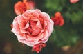 Blossom rose with water drops of rain on green background, flowers for love womens and mothers, fresh beautiful roses closeup Royalty Free Stock Photo