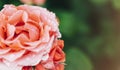 Blossom rose with water drops of rain on green background, flowers for love womens and mothers, fresh beautiful roses closeup Royalty Free Stock Photo