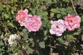 Jardins do Palacio de Cristal Gardens details in Downtown of Porto Portugal Royalty Free Stock Photo