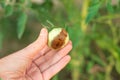 Blossom rot on a green tomato in a woman& x27;s hand. Diseases of tomatoes and their care. Selective focus Royalty Free Stock Photo