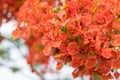 Blossom Royal Poinciana or Flamboyant Delonix regia flowers